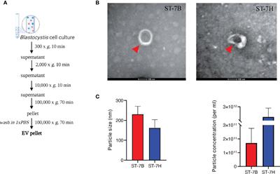 The synthesis of extracellular vesicles by the protistan parasite Blastocystis